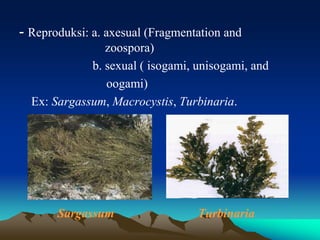 - Reproduksi: a. axesual (Fragmentation and
zoospora)
b. sexual ( isogami, unisogami, and
oogami)
Ex: Sargassum, Macrocystis, Turbinaria.
Sargassum Turbinaria
 