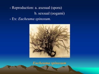 - Reproduction: a. axesual (spora)
b. sexsual (oogami)
- Ex: Eucheuma spinosum.
Eucheuma spinosum
 