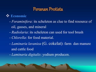 Peranan Protista
 Economic
- Foraminifera: its scheleton as clue to find resource of
oil, gasses, and mineral
- Radiolaria: its scheleton can used for tool brush
- Chlorella: for food material.
- Laminaria lavaniea (G. cokelat): farm dan manure
and cattle food
- Laminaria digitalis: yodium producen.
 