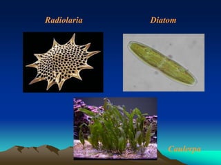 Radiolaria Diatom
Caulerpa
 