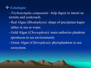  Echologist
- Trichonympha campanula : help digest in intesti ne
termite and cockroach.
- Red Algae (Rhodophyta): shape of precipitate kapur
either in sea or water.
- Gold Algae (Chrysophyta): main authorize plankton
(producen in sea environment).
- Green Algae (Chlorophyta): phytoplankton in sea
ecosystem.
 