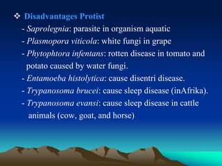  Disadvantages Protist
- Saprolegnia: parasite in organism aquatic
- Plasmopora viticola: white fungi in grape
- Phytophtora infentans: rotten disease in tomato and
potato caused by water fungi.
- Entamoeba histolytica: cause disentri disease.
- Trypanosoma brucei: cause sleep disease (inAfrika).
- Trypanosoma evansi: cause sleep disease in cattle
animals (cow, goat, and horse)
 