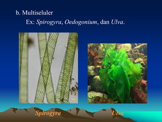 b. Multiseluler
Ex: Spirogyra, Oedogonium, dan Ulva.
Spirogyra Ulva
 