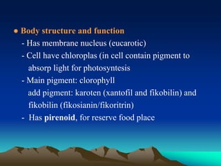 ● Body structure and function
- Has membrane nucleus (eucarotic)
- Cell have chloroplas (in cell contain pigment to
absorp light for photosyntesis
- Main pigment: clorophyll
add pigment: karoten (xantofil and fikobilin) and
fikobilin (fikosianin/fikoritrin)
- Has pirenoid, for reserve food place
 