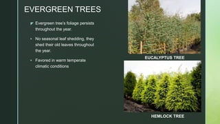z
EVERGREEN TREES
 Evergreen tree’s foliage persists
throughout the year.
 No seasonal leaf shedding, they
shed their old leaves throughout
the year.
 Favored in warm temperate
climatic conditions
EUCALYPTUS TREE
HEMLOCK TREE
 