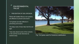 zz
ENVIRONMENTAL
VALUE
 PREVENTION OF SOIL EROSION
Plants with shallow fibrous root systems
are effective to prevent soil erosion.
Turf grasses are also effective in
preventing soil erosion.
The deep roots of trees help hold the soil
tight.
Trees also absorb some of the nutrients
in the soil that would otherwise be
washed away. Fig: Turf grass used for foreshore stabilization
 