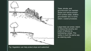 Fig: Vegetation can help protect slope and watershed
Trees, shrubs, and
groundcovers can maintain
slopes and reduce erosion
from surface water, shallow
groundwater and, to some
extent, coastal processes.
Large trees can arrest, retard,
or reduce the severity and
extent of failures by
buttressing a slope. This
works in much the same way
as retaining walls.
 