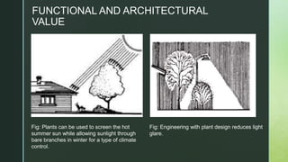 FUNCTIONAL AND ARCHITECTURAL
VALUE
Fig: Plants can be used to screen the hot
summer sun while allowing sunlight through
bare branches in winter for a type of climate
control.
Fig: Engineering with plant design reduces light
glare.
 