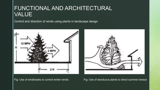 Fig: Use of windbreaks to control winter winds Fig: Use of deciduous plants to direct summer breeze
Control and direction of winds using plants in landscape design
FUNCTIONAL AND ARCHITECTURAL
VALUE
 