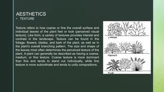 AESTHETICS
• TEXTURE
Texture refers to how coarse or fine the overall surface and
individual leaves of the plant feel or look (perceived visual
texture). Like form, a variety of textures provides interest and
contrast in the landscape. Texture can be found in the
foliage, flowers, blades, and bark of the plant, as well as in
the plant's overall branching pattern. The size and shape of
the leaves most often determines the perceived texture of the
plant. A plant can generally be described as having a coarse,
medium, or fine texture. Coarse texture is more dominant
than fine and tends to stand out individually, while fine
texture is more subordinate and tends to unify compositions.
 