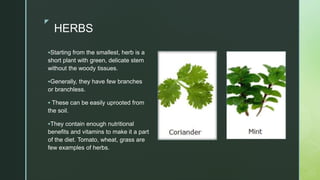 z
zz
HERBS
Starting from the smallest, herb is a
short plant with green, delicate stem
without the woody tissues.
Generally, they have few branches
or branchless.
 These can be easily uprooted from
the soil.
They contain enough nutritional
benefits and vitamins to make it a part
of the diet. Tomato, wheat, grass are
few examples of herbs.
 