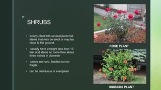 z
SHRUBS
 woody plant with several perennial
stems that may be erect or may lay
close to the ground.
 usually have a height less than 13
feet and stems no more than about
three inches in diameter
 stems are hard, flexible but not
fragile.
 can be deciduous or evergreen
ROSE PLANT
HIBISCUS PLANT
 