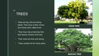z
TREES
 Trees are big, tall and strong
plants. They have a thick, brown
and woody stem called trunk.
 They have many branches that
bear leaves, flowers and fruits.
 Their roots are thick and strong
 Trees usually live for many years.
NEEM TREE
BANYAN TREE
 
