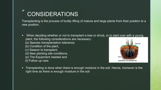 z
CONSIDERATIONS
Transplanting is the process of bodily lifting of mature and large plants from their position to a
new position.
 When deciding whether or not to transplant a tree or shrub, or to start over with a young
plant, the following considerations are necessary:
(a) Species transplantation tolerance,
(b) Condition of the plant,
(c) Season to transplant,
(d) New planting site conditions,
(e) The Equipment needed and
(f) Follow up care
 Transplanting is done when there is enough moisture in the soil. Hence, monsoon is the
right time as there is enough moisture in the soil
 