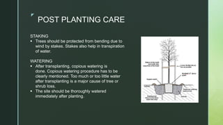 z
POST PLANTING CARE
STAKING
 Trees should be protected from bending due to
wind by stakes. Stakes also help in transpiration
of water.
WATERING
 After transplanting, copious watering is
done. Copious watering procedure has to be
clearly mentioned. Too much or too little water
after transplanting is a major cause of tree or
shrub loss.
 The site should be thoroughly watered
immediately after planting.
 