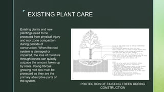z
EXISTING PLANT CARE
Existing plants and new
plantings need to be
protected from physical injury
and root zone compaction
during periods of
construction. When the root
system is damaged or
impaired, the loss of moisture
through leaves can quickly
outpace the amount taken up
by roots. Young fibrous
growing root tips must be
protected as they are the
primary absorptive parts of
the system.
PROTECTION OF EXISTING TREES DURING
CONSTRUCTION
 