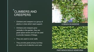 z
CLIMBERS AND
CREEPERS
 Climbers and creepers is a group of
plants or vines which need support.
 Climbers and creepers grow
vertically in the garden, they are
great space savers and can be used
to provide masses of foliage.
 They are used to cover walls
 They provide great privacy but they
do need a bit of attention and care.
COBAEA SCANDENS
PARTHENOCISSUS HENRYANA
 
