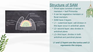 Structure of SAM
• Shoot apex consists of apical
meristem + leaf Primordia
• It can be vegetative meristem or
floral meristem.
• SAM have 3 layers
• L1 - outermost layer; cell division in
this layer occur in anticlinal plane
• L2- second layer; also divides in
anticlinal plane
• L3- third layer; divides in both
anticlinal and periclinal planes
L1 and L2 layers are the tunica and L3
represents the corpus.
 