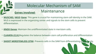 Molecular Mechanism of SAM
Maintenance
Genes involved-
• WUSCHEL (WUS) Gene: This gene is crucial for maintaining stem cell identity in the SAM.
WUS is expressed in the organizing center and signals to the stem cells to prevent
differentiation.
• KNOX Genes: Maintain the undifferentiated state in meristem cells.
• CLAVATA (CLV):Regulates the balance between stem cell proliferation and differentiation
• SHOOT MERISTEMLESS (STM): Prevents cells in the SAM from differentiating prematurely.
 