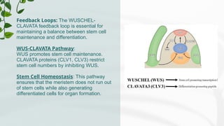 Feedback Loops: The WUSCHEL-
CLAVATA feedback loop is essential for
maintaining a balance between stem cell
maintenance and differentiation.
WUS-CLAVATA Pathway:
WUS promotes stem cell maintenance.
CLAVATA proteins (CLV1, CLV3) restrict
stem cell numbers by inhibiting WUS.
Stem Cell Homeostasis: This pathway
ensures that the meristem does not run out
of stem cells while also generating
differentiated cells for organ formation.
 