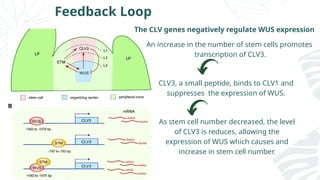 Feedback Loop
The CLV genes negatively regulate WUS expression
An increase in the number of stem cells promotes
transcription of CLV3.
CLV3, a small peptide, binds to CLV1 and
suppresses the expression of WUS.
As stem cell number decreased, the level
of CLV3 is reduces, allowing the
expression of WUS which causes and
increase in stem cell number.
 