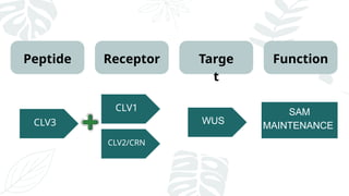 CLV3
CLV1
CLV2/CRN
WUS
SAM
MAINTENANCE
Peptide Receptor Targe
t
Function
 