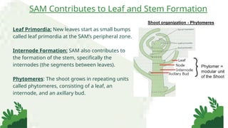 Leaf Primordia: New leaves start as small bumps
called leaf primordia at the SAM’s peripheral zone.
Internode Formation: SAM also contributes to
the formation of the stem, specifically the
internodes (the segments between leaves).
Phytomeres: The shoot grows in repeating units
called phytomeres, consisting of a leaf, an
internode, and an axillary bud.
SAM Contributes to Leaf and Stem Formation
 