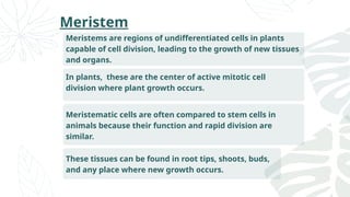 Meristem
Meristems are regions of undifferentiated cells in plants
capable of cell division, leading to the growth of new tissues
and organs.
In plants, these are the center of active mitotic cell
division where plant growth occurs.
Meristematic cells are often compared to stem cells in
animals because their function and rapid division are
similar.
These tissues can be found in root tips, shoots, buds,
and any place where new growth occurs.
 