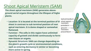 Shoot Apical Meristem (SAM)
The shoot apical meristem (SAM) generates above-
ground aerial organs throughout the lifespan of higher
plants.
• Location- It is located at the terminal position of the
shoot in contrast to sub terminal position of root
apical meristem. It is dome shaped or somewhat
flattened.
• Function - The cells in this region have unlimited
capacity of growth and divide continuously to form
new tissues or organs.
• Dynamic Structure: SAM can change depending on
the plant’s growth cycle or environmental conditions,
such as entering dormancy in winter or becoming
more active in spring.
 