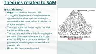 Theories related to SAM
Apical Cell Theory-
• Nageli proposed the theory in 1878.
• It suggests the presence of single tetrahedral
apical cell in the shoot apex and that cell is
considered as the structural and functional unit
of apical meristem.
• The single apical cell divides to give rise to all
the tissues of the shoot.
• This theory is applicable only to the cryptogams
not to the phanerogams because it is proved
experimentally that shoot apical meristem of
gymnosperms and angiosperms consist of a
group of cells.
• Hence, this theory was discarded.
 