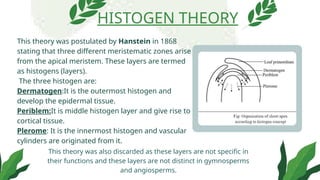 This theory was postulated by Hanstein in 1868
stating that three different meristematic zones arise
from the apical meristem. These layers are termed
as histogens (layers).
The three histogen are:
Dermatogen:It is the outermost histogen and
develop the epidermal tissue.
Periblem:It is middle histogen layer and give rise to
cortical tissue.
Plerome: It is the innermost histogen and vascular
cylinders are originated from it.
HISTOGEN THEORY
This theory was also discarded as these layers are not specific in
their functions and these layers are not distinct in gymnosperms
and angiosperms.
 