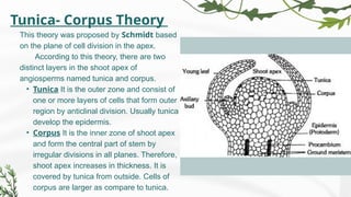 Tunica- Corpus Theory
This theory was proposed by Schmidt based
on the plane of cell division in the apex.
According to this theory, there are two
distinct layers in the shoot apex of
angiosperms named tunica and corpus.
• Tunica It is the outer zone and consist of
one or more layers of cells that form outer
region by anticlinal division. Usually tunica
develop the epidermis.
• Corpus It is the inner zone of shoot apex
and form the central part of stem by
irregular divisions in all planes. Therefore,
shoot apex increases in thickness. It is
covered by tunica from outside. Cells of
corpus are larger as compare to tunica.
 