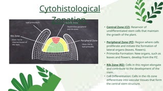 Cytohistological
Zonation
• Central Zone (CZ): Reservoir of
undifferentiated stem cells that maintain
the growth of the plant.
• Peripheral Zone (PZ): Region where cells
proliferate and initiate the formation of
lateral organs (leaves, flowers).
• Primordia Formation: New organs, such as
leaves and flowers, develop from the PZ.
• Rib Zone (RZ): Cells in this region elongate
and contribute to the development of the
stem.
• Cell Differentiation: Cells in the rib zone
differentiate into vascular tissues that form
the central stem structure.
 