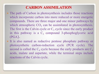 Plant Metabolism | PDF