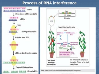 Process of RNA interference
 