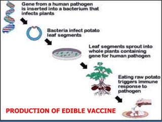 PRODUCTION OF EDIBLE VACCINE
 