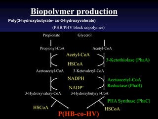 (PHB/PHV block copolymer)
Poly(3-hydroxybutyrate- co-3-hydroxyvalerate)
Biopolymer production
GlycerolPropionate
Acetyl-CoAPropionyl-CoA
Acetoacetyl-CoA 3-Ketovaleryl-CoA
3-Hydroxybutyryl-CoA3-Hydroxyvalery-CoA
Acetyl-CoA
HSCoA
3-Ketothiolase (PhaA)
NADPH
NADP+
Acetoacetyl-CoA
Reductase (PhaB)
P(HB-co-HV)
HSCoAHSCoA
PHA Synthase (PhaC)
 