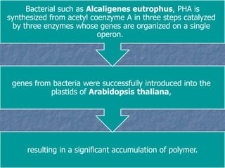 resulting in a significant accumulation of polymer.
genes from bacteria were successfully introduced into the
plastids of Arabidopsis thaliana,
Bacterial such as Alcaligenes eutrophus, PHA is
synthesized from acetyl coenzyme A in three steps catalyzed
by three enzymes whose genes are organized on a single
operon.
 