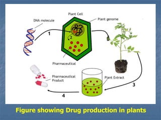 Figure showing Drug production in plants
 