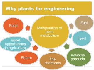 Manipulation of
plant
metabolism
Food
Feed
industrial
productsfine
chemicals
Fuel
Pharm
novel
opportunities
in agriculture
Why plants for engineering
 