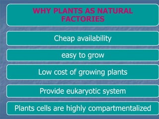 WHY PLANTS AS NATURAL
FACTORIES
Cheap availability
easy to grow
Low cost of growing plants
Provide eukaryotic system
Plants cells are highly compartmentalized
 