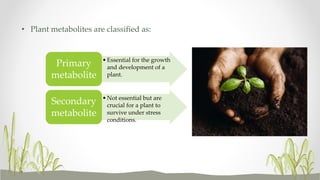• Plant metabolites are classified as:
•Essential for the growth
and development of a
plant.
Primary
metabolite
•Not essential but are
crucial for a plant to
survive under stress
conditions.
Secondary
metabolite
 
