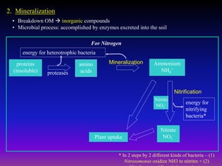 2. Mineralization
• Breakdown OM  inorganic compounds
• Microbial process: accomplished by enzymes excreted into the soil
Plant uptake
Nitrite
NO2
-
Nitrate
NO3
-
energy for
nitrifying
bacteria*
Nitrification
For Nitrogen
proteins
(insoluble)
amino
acids
energy for heterotrophic bacteria
proteases
Ammonium
NH4
+
Mineralization
* In 2 steps by 2 different kinds of bacteria – (1)
Nitrosomonas oxidize NH3 to nitrites + (2)
 