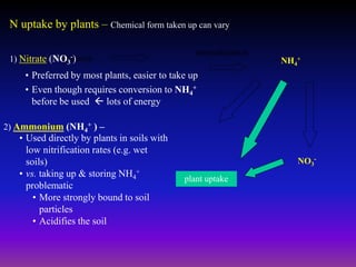 NH4
+proteins
mineralization
NO3
-
plant uptake
1) Nitrate (NO3
-)
• Preferred by most plants, easier to take up
• Even though requires conversion to NH4
+
before be used  lots of energy
N uptake by plants – Chemical form taken up can vary
2) Ammonium (NH4
+ ) –
• Used directly by plants in soils with
low nitrification rates (e.g. wet
soils)
• vs. taking up & storing NH4
+
problematic
• More strongly bound to soil
particles
• Acidifies the soil
 