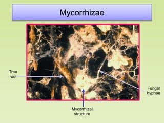 Mycorrhizae
Tree
root
Mycorrhizal
structure
Fungal
hyphae
 