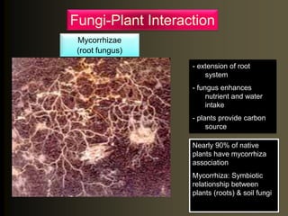 Fungi-Plant Interaction
Mycorrhizae
(root fungus)
Nearly 90% of native
plants have mycorrhiza
association
Mycorrhiza: Symbiotic
relationship between
plants (roots) & soil fungi
- extension of root
system
- fungus enhances
nutrient and water
intake
- plants provide carbon
source
 
