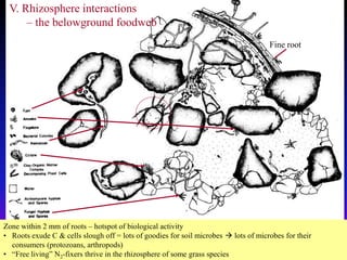 V. Rhizosphere interactions
– the belowground foodweb
Zone within 2 mm of roots – hotspot of biological activity
• Roots exude C & cells slough off = lots of goodies for soil microbes  lots of microbes for their
consumers (protozoans, arthropods)
• “Free living” N2-fixers thrive in the rhizosphere of some grass species
Fine root
 