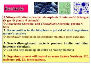 Nitrogen-fixation – convert atmospheric N into useful Nitrogen
(N gas  plants  animals)
 Azotobacter (Aerobic) and Clostridium (Anerobic) genera N
fixer
 Decomposition in the biosphere – get rid of dead organisms,
nature’s recyclers
Azotobacter common in Rhizosphere maintain roots exudates.
 Genetically-engineered bacteria produce insulin and other
important chemicals.
 Can also help clean up oil spills: oil ‘eating’ bacteria
 Organisms present will depend on many factors Nutrients, O2,
moisture, pH, Eh, microhabitats.
 