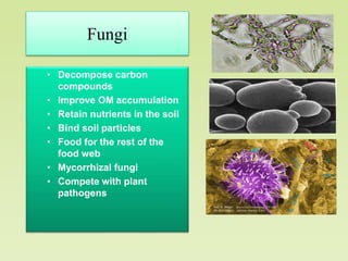 Fungi
• Decompose carbon
compounds
• Improve OM accumulation
• Retain nutrients in the soil
• Bind soil particles
• Food for the rest of the
food web
• Mycorrhizal fungi
• Compete with plant
pathogens
 