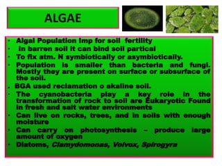 ALGAE
• Algal Population Imp for soil fertility
• In barren soil it can bind soil partical
• To fix atm. N symbiotically or asymbiotically.
• Population is smaller than bacteria and fungi.
Mostly they are present on surface or subsurface of
the soil.
. BGA used reclamation o akaline soil.
• The cyanobacteria play a key role in the
transformation of rock to soil are Eukaryotic Found
in fresh and salt water environments
• Can live on rocks, trees, and in soils with enough
moisture
• Can carry on photosynthesis – produce large
amount of oxygen
• Diatoms, Clamydomonas, Volvox, Spirogyra
 